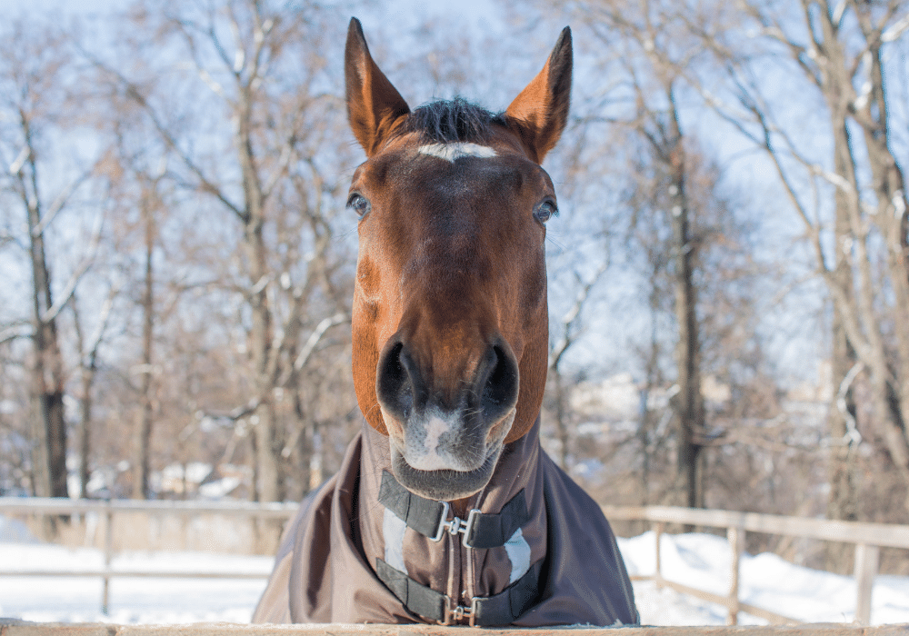 why do we clip horses